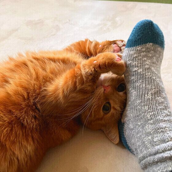 マンチカンの茶々丸くん