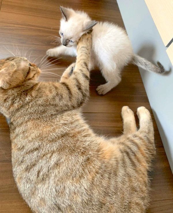 じゃれるつぼ実ちゃんとはなちゃん