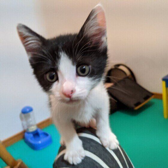 膝に飛び乗る茉莉花ちゃん