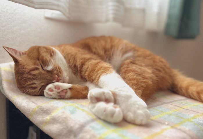 気持ちよさそうに眠るごま太郎くん