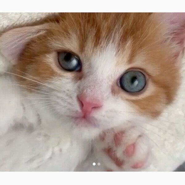 ヘソ天で見つめる茶太くん