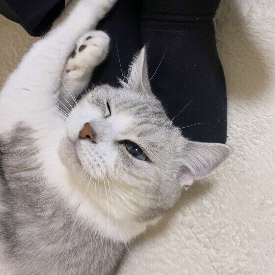 ミヌエット　すりすり