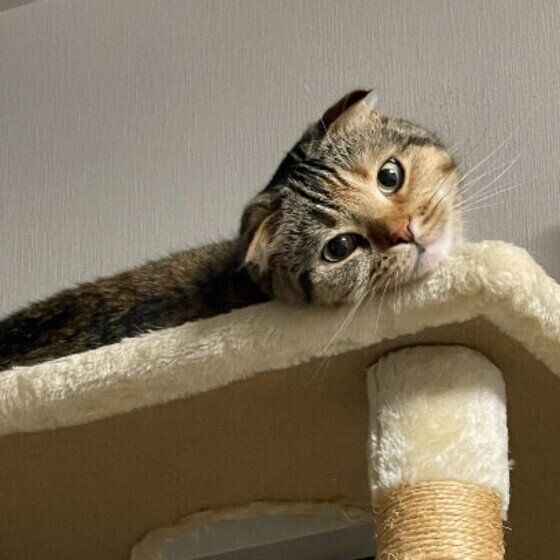 スコティッシュフォールドのビビちゃん