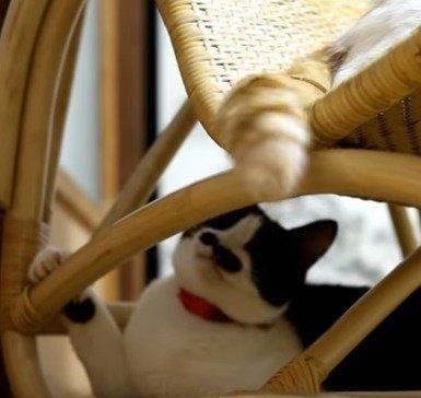 しろちゃんの尻尾で遊ぶちょびちゃん