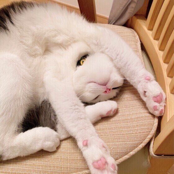 くつろぐマンチカン