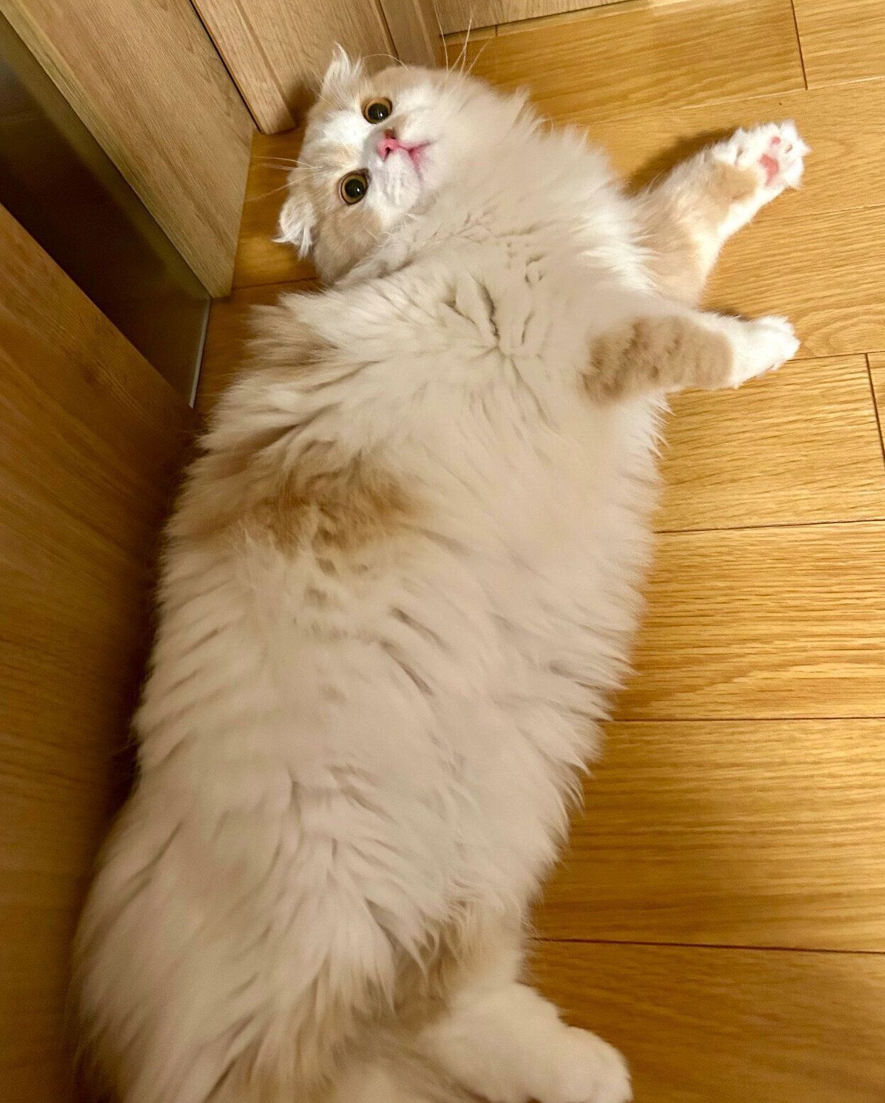 寝転がるらいくん