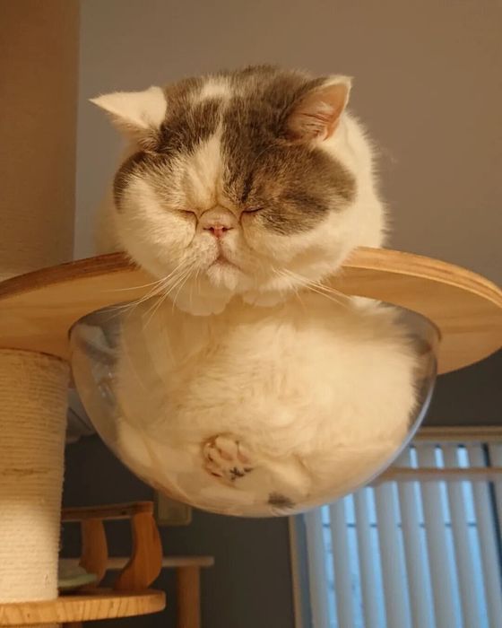 宇宙船で眠るふくまるくん