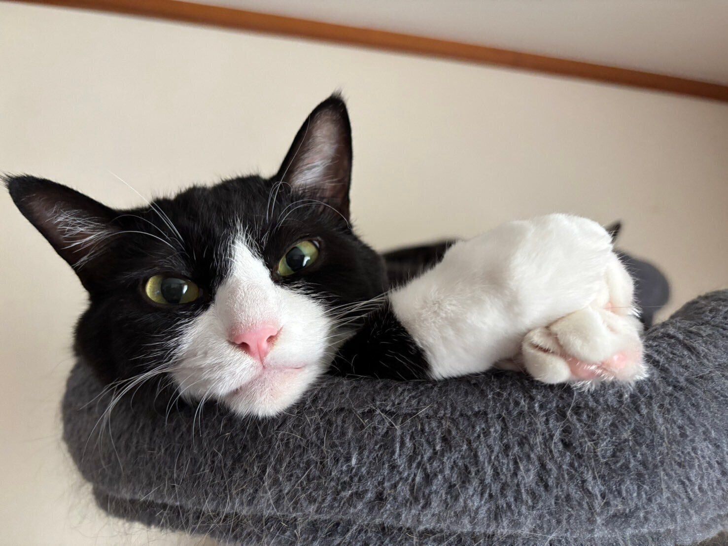 寝起き顔が可愛いパトくん。