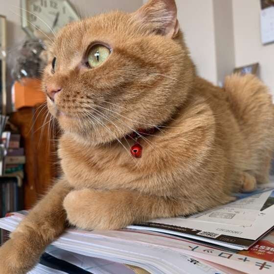 愛猫が絶対に反応する 魔法の言葉 って何 思わず笑ってしまうエピソードも ねこのきもちweb Magazine 愛猫が絶対に反応する 魔法の言葉 って何 思わず笑ってしまうエピソードも ねこのきもちweb Magazine