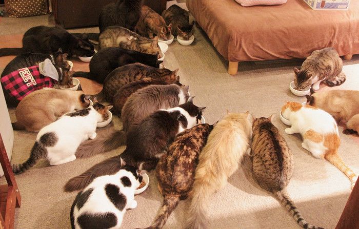 東京　豊島　猫カフェ　池袋　猫の居る休憩所２９９