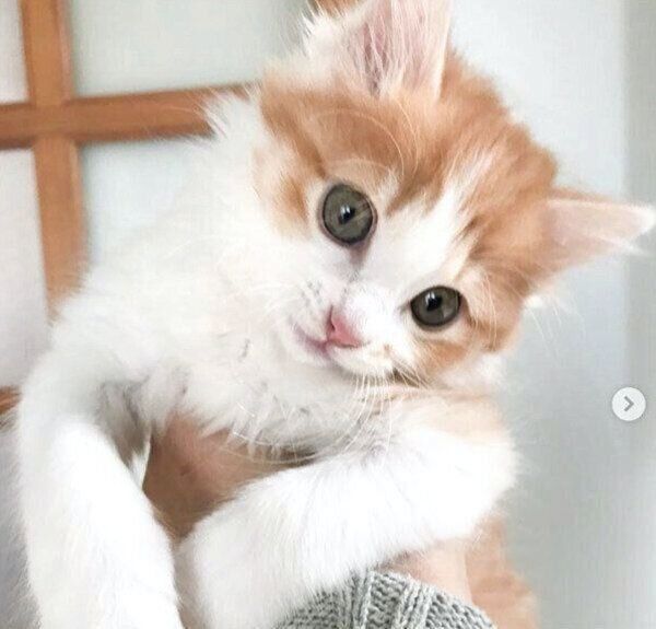 子猫時代ののぶおちゃん