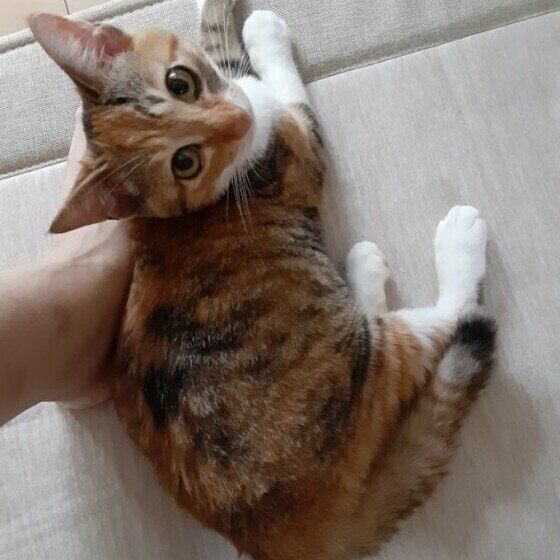 足にくっつく茶トラ猫