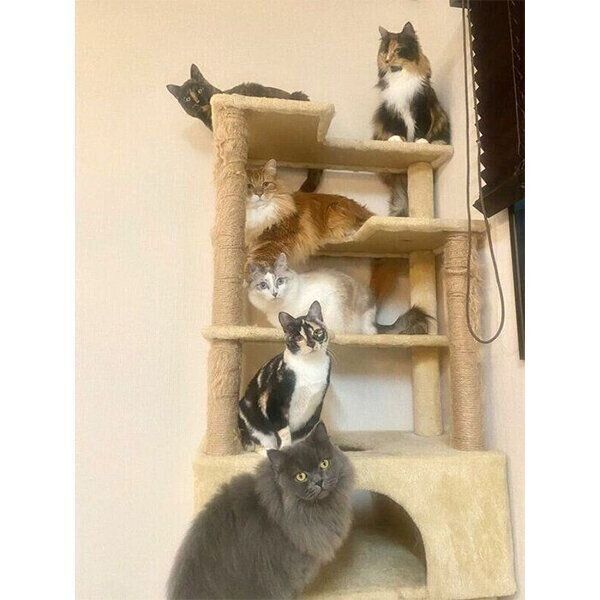 キャットタワーに集合する猫たち