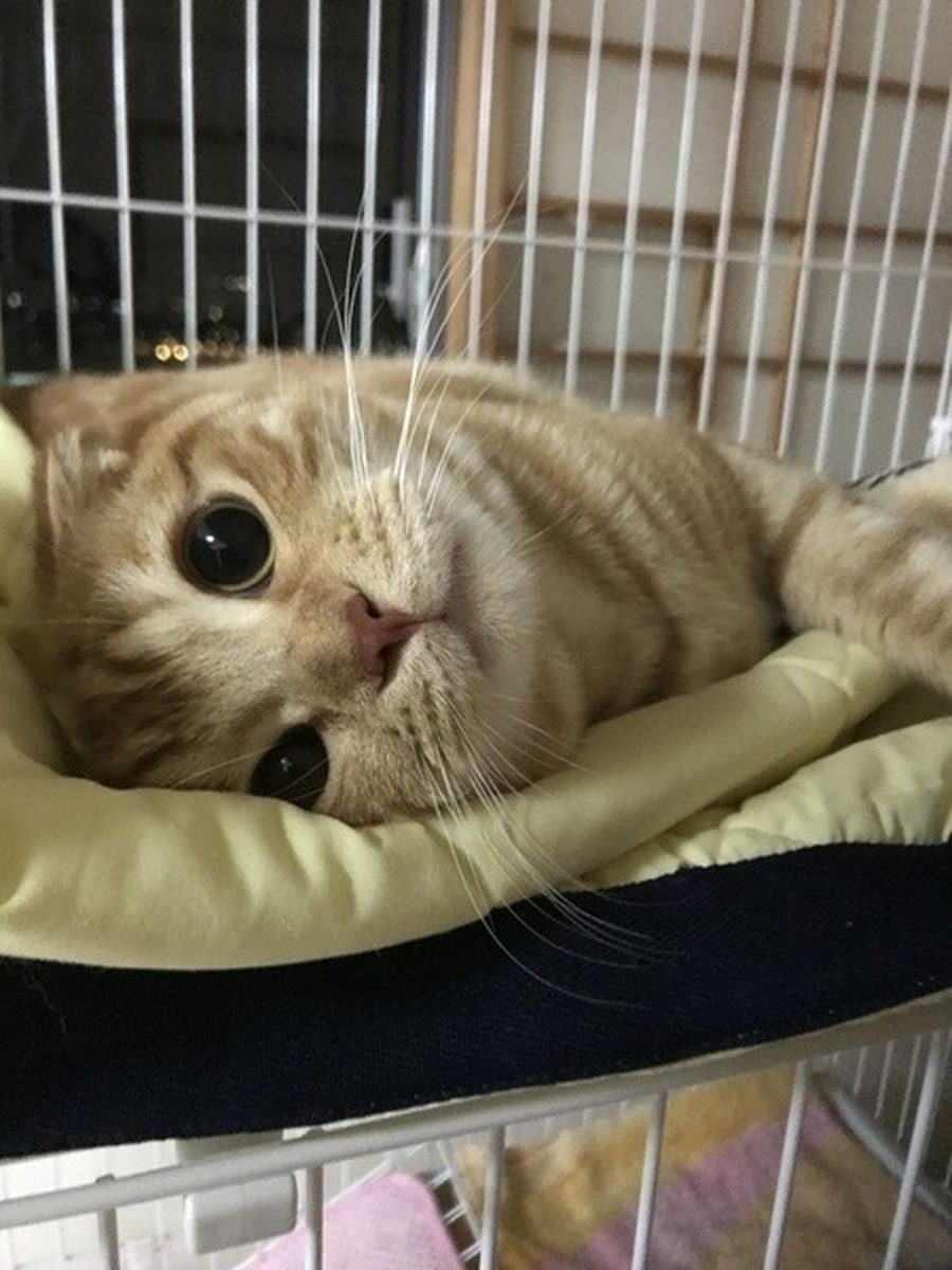 これなら猫との距離をぐっと縮められる 上手な撫で方テクニック ねこのきもちweb Magazine これなら猫との距離をぐっと縮められる 上手な撫で方テクニック ねこのきもちweb Magazine