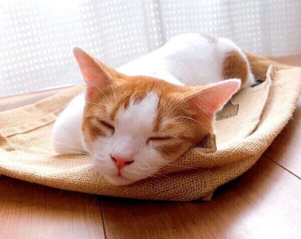 眠るもち丸くん