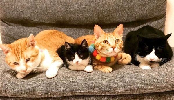 ソファでまったりするうにくん、むぎくん、はちちゃん、むーくん