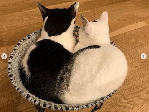 猫ベッド兼ハンモック