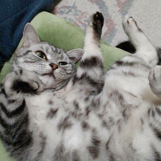 アメリカンショートヘア