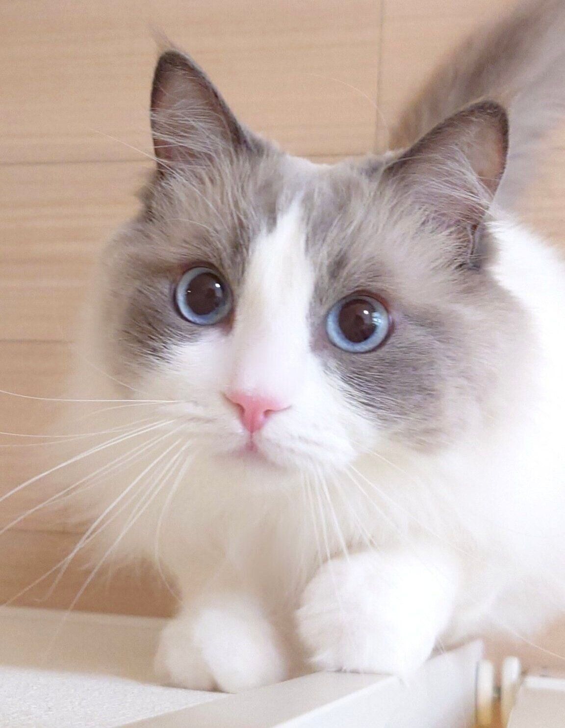 「おやつがもらえると思ってワクワクしてる顔」のミントくん