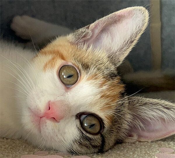 見つめるすずちゃん