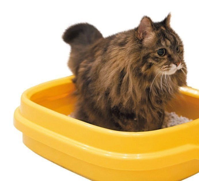 画像／2017年５月号「大切なことはオシッコが教えてくれる」