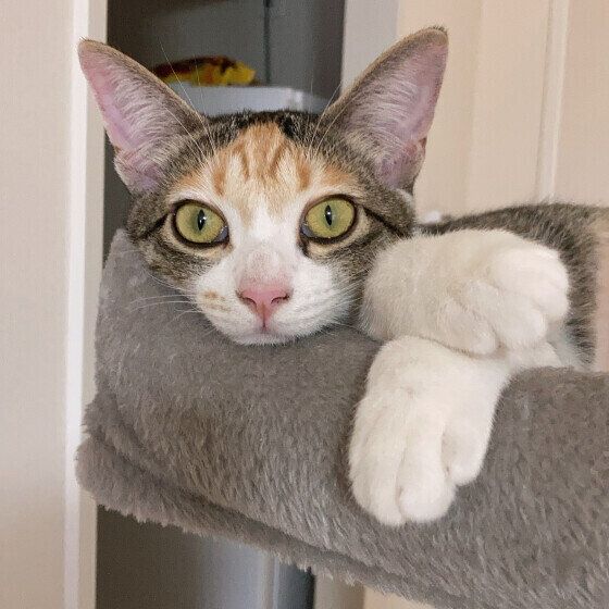 MIX（ミケ）のみりんちゃん