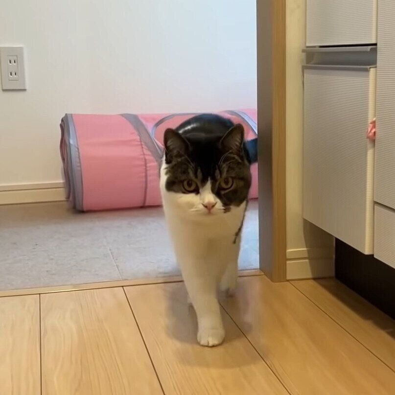 呼ばれて移動中のうま次郎ちゃん