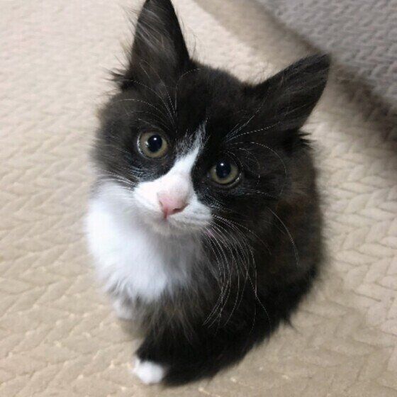 白黒猫のコロちゃん