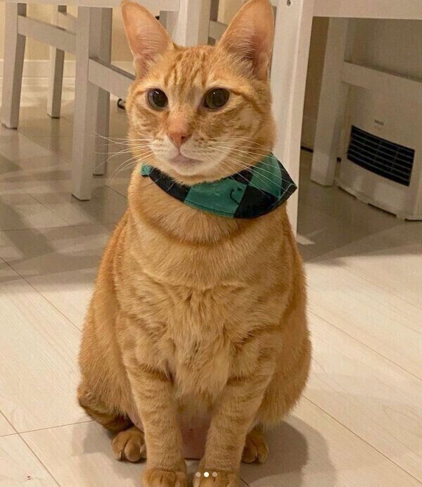 お座りをするちのくん