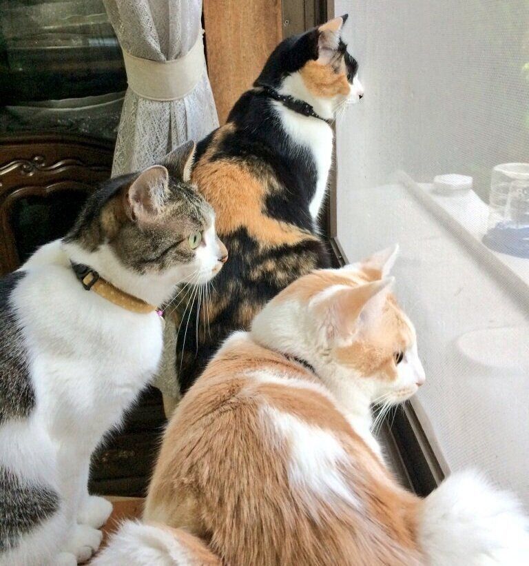 窓際に集合した3匹