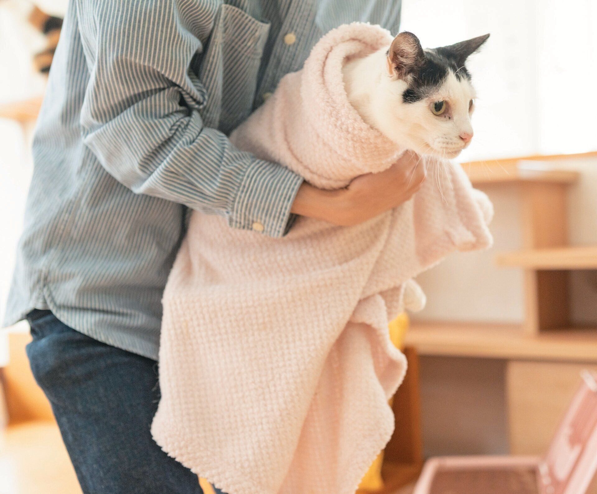 ねこを持ち上げる