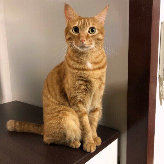 お座りする茶トラ