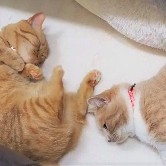 お休み中のマンチカン