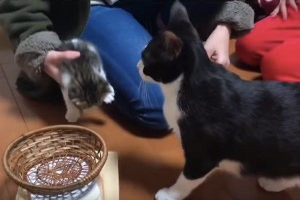 体重測定をする子猫