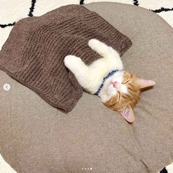 仰向け寝する茶太くん