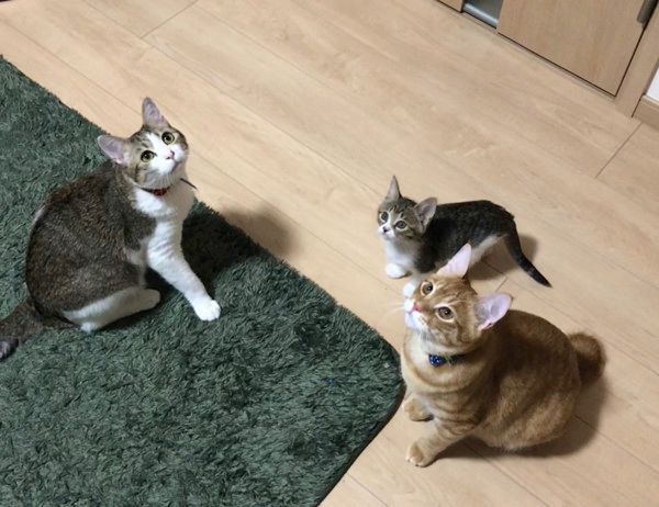 洗面所を占領する猫