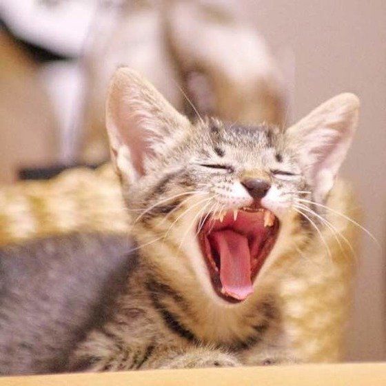 あくびする猫