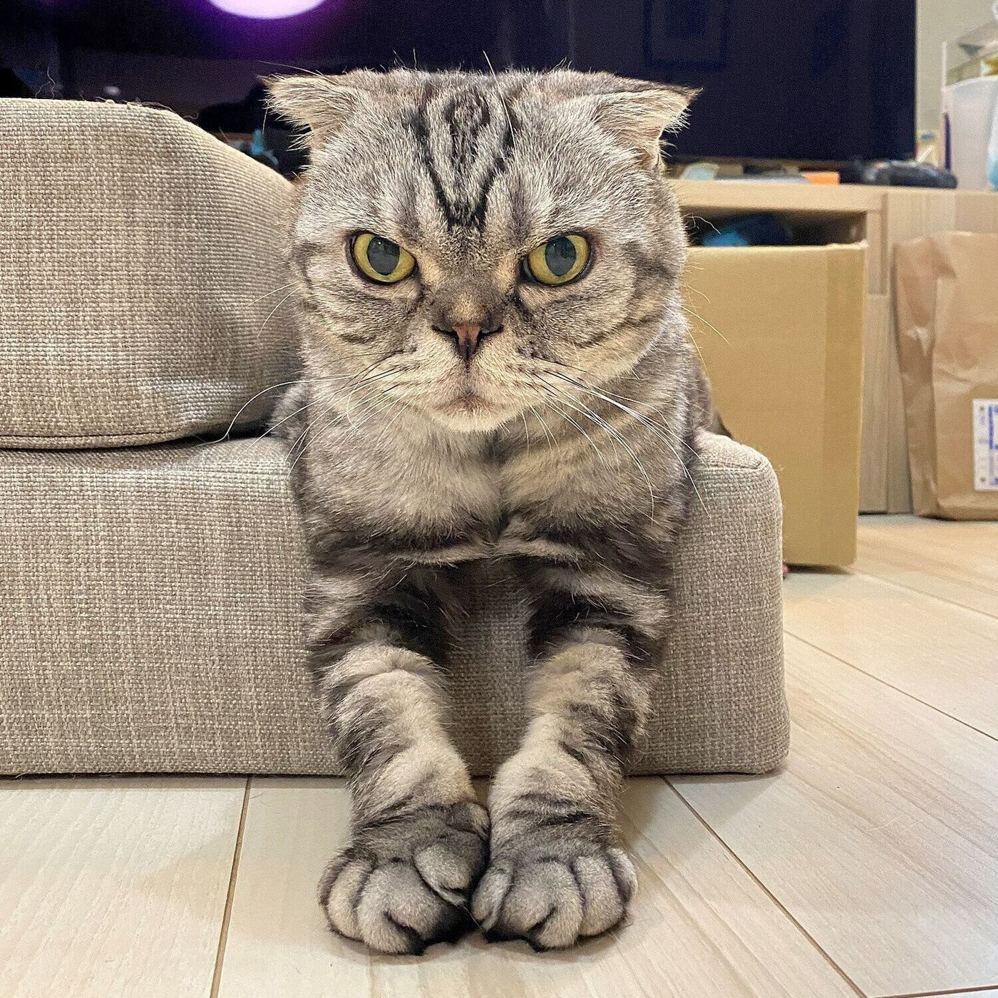 使えるもんならいつでも貸すぜ 猫の手を借りたい時のお話 連載 渋ネコししまるさん 111 ねこのきもちweb Magazine 使えるもんならいつでも貸すぜ 猫の手を借りたい時のお話 連載 渋ネコししまるさん 111 ねこのきもちweb Magazine