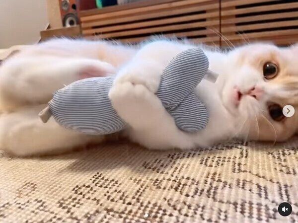 けりぐるみでテンションが上がるみりんちゃん