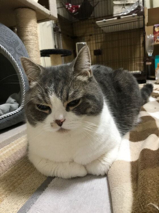 香箱座りしているスコティッシュフォールド