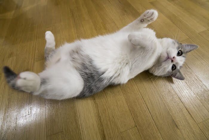 かわいいお腹を見せる猫