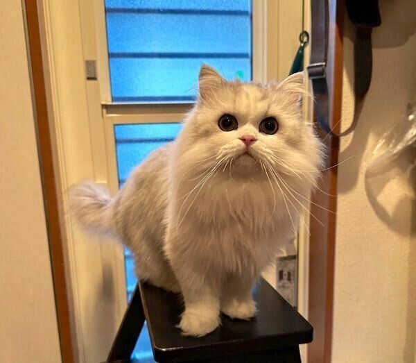 見つめるノーマンくん