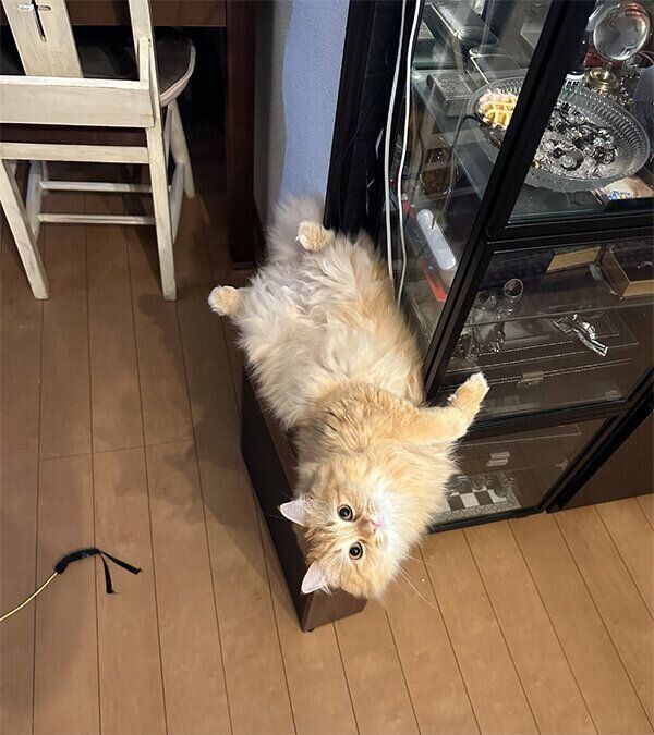 見つめるエマちゃん