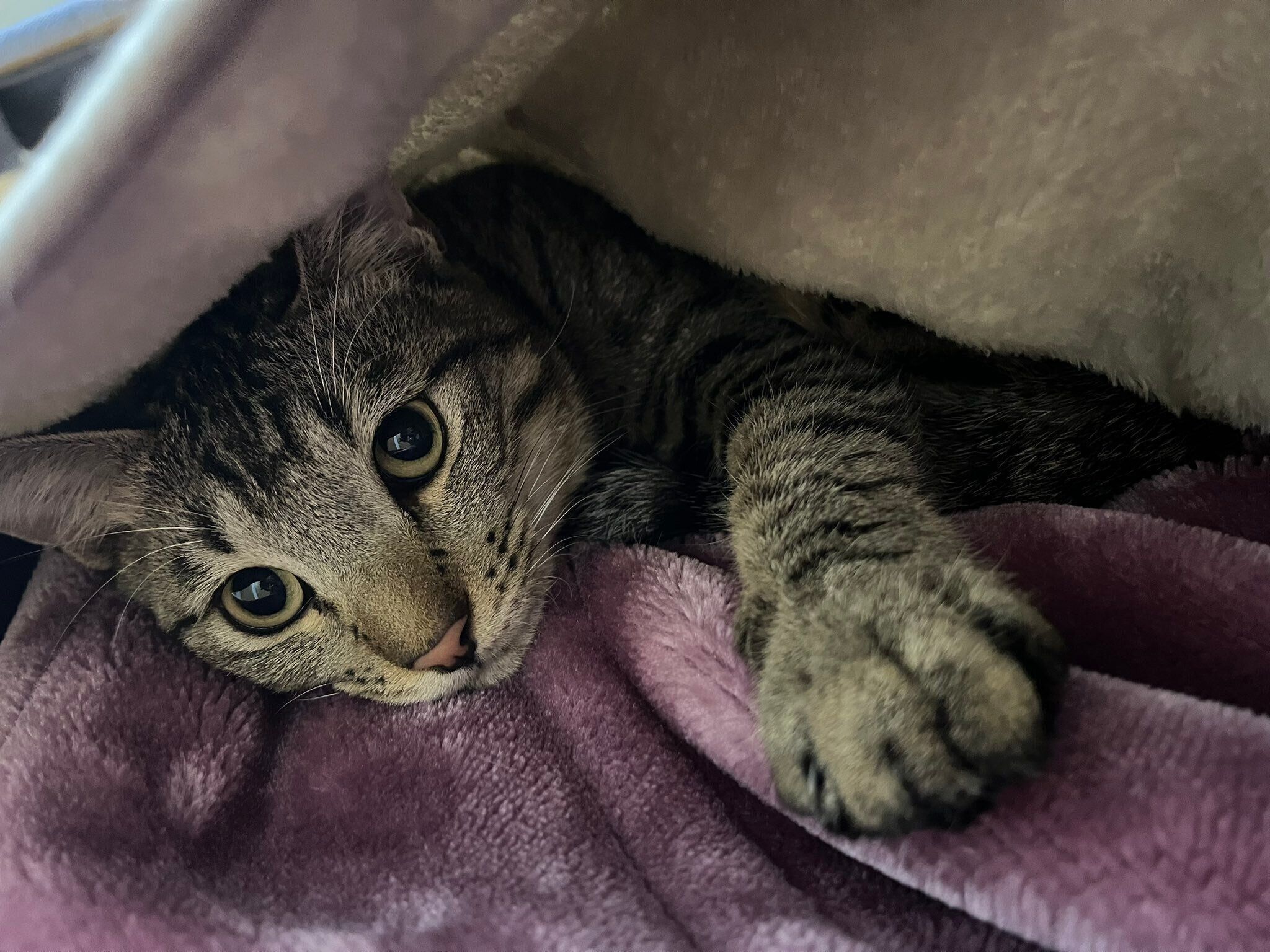 毛布でくつろぐ猫