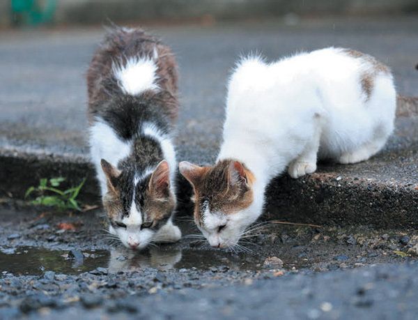 たまり水にこだわる猫　画像／「ねこのきもち」2018年8月号