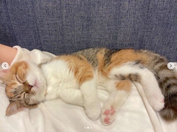 飼い主さんの体の上で眠るむぎめちゃん