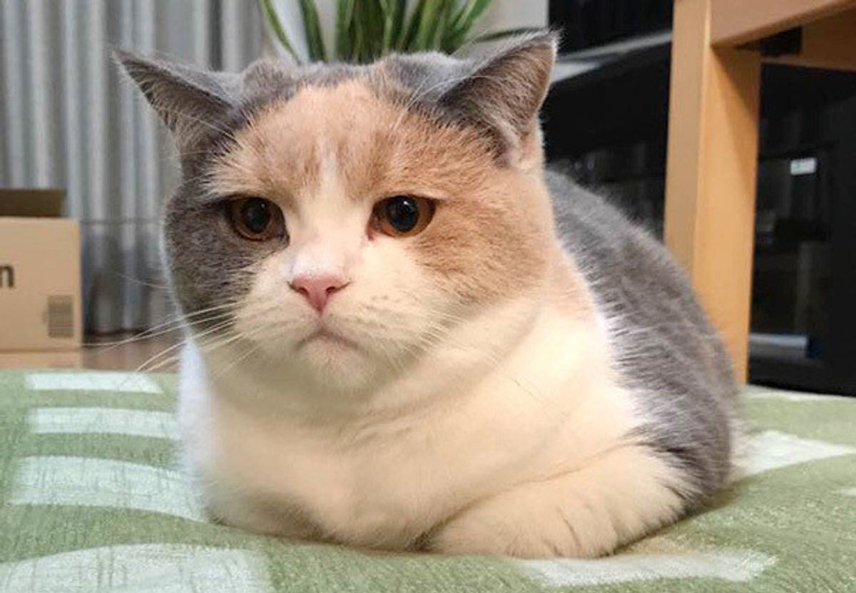 肥満かどうかは関係ない 猫のがん 肥満細胞腫 ってどんな病気 ねこのきもちweb Magazine