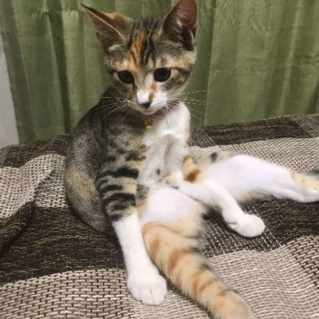 実は ミケ猫の毛柄にも種類がある 奥が深 いミケ猫の3色毛柄に密着 ねこのきもちweb Magazine 実は ミケ猫の毛柄にも種類がある 奥が深 いミケ猫の3色毛柄に密着 ねこのきもちweb Magazine