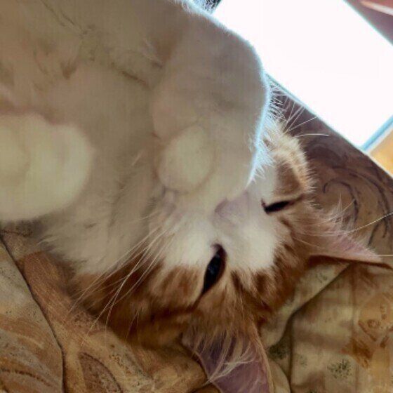 くつろぐノルウェージアンフォレストキャット