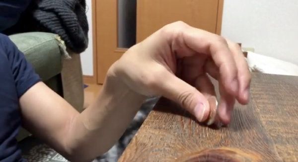 コインで遊ぶアメリカンショートヘア